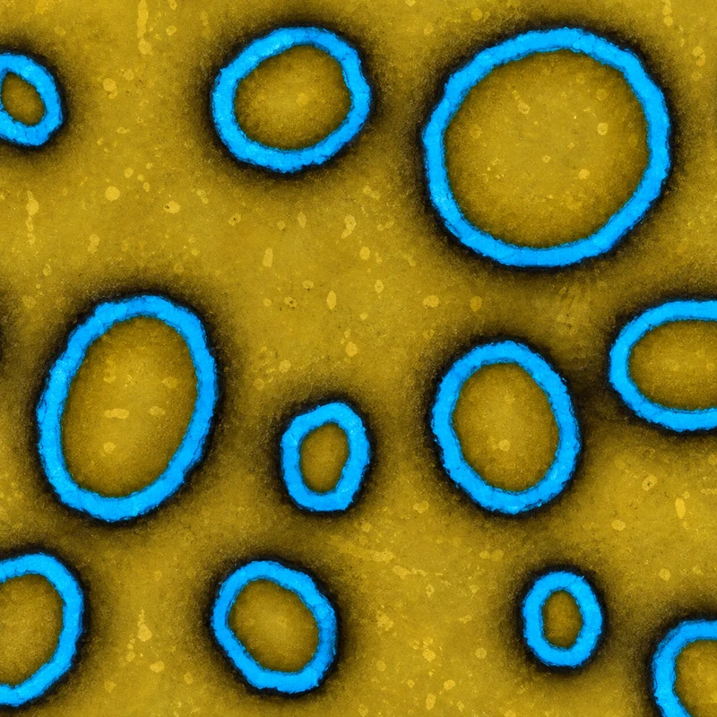Blue Ring camo