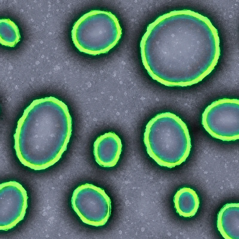 Green Ring camo