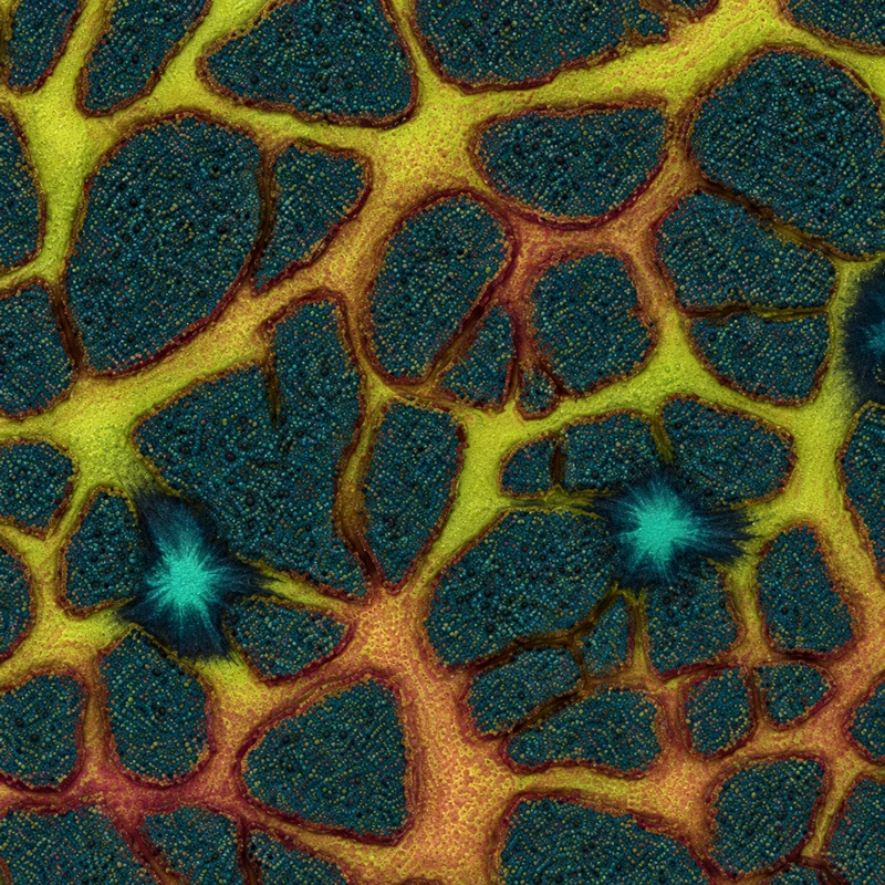 Plague camo