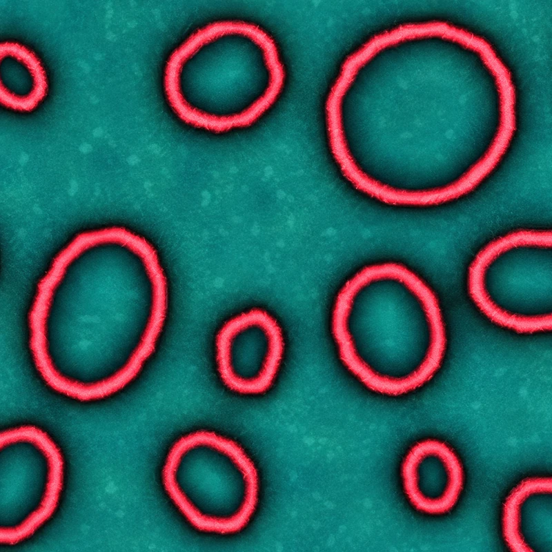 Red Ring camo
