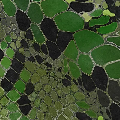 Emerald Snake camo in Black Ops 7 — green and black snakeskin scales with olive webbing