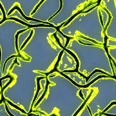 Stabilimentum camo
