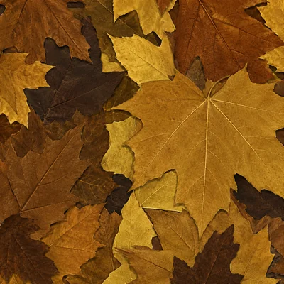 Autumn camo — Call of Duty: Ghosts