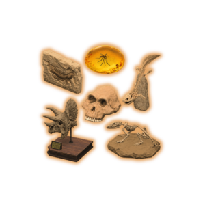 Fossils